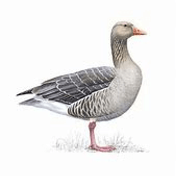 Grey Goose (Aust) ep065